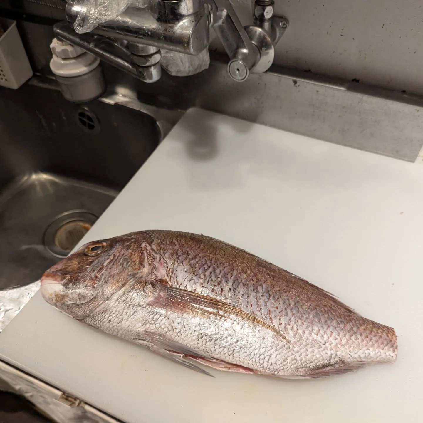 鮮度抜群の食材をお手軽に和食で楽しみませんか？