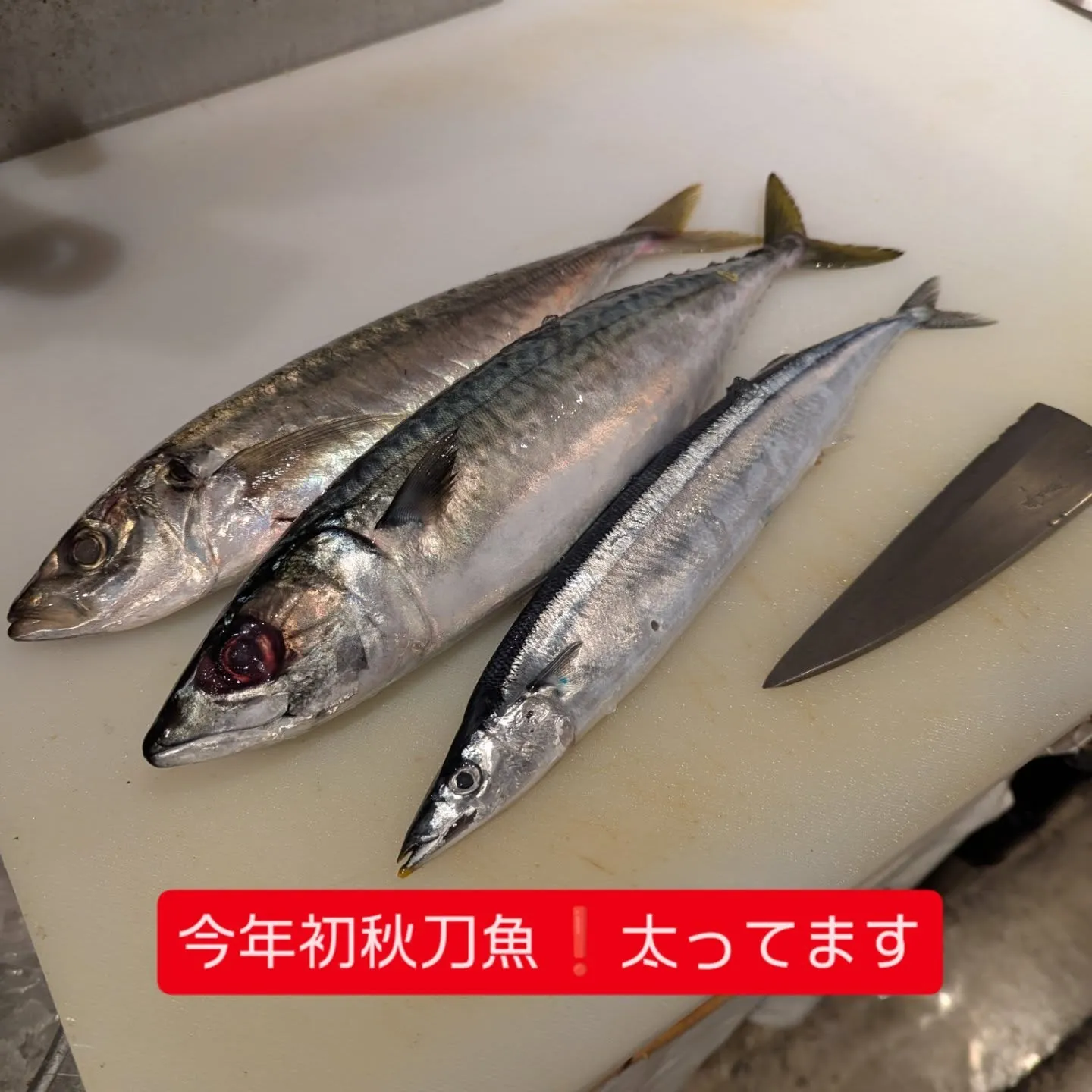 サンパレス、マリンメッセ近くで刺身の美味しい和食の飲食店探さ...