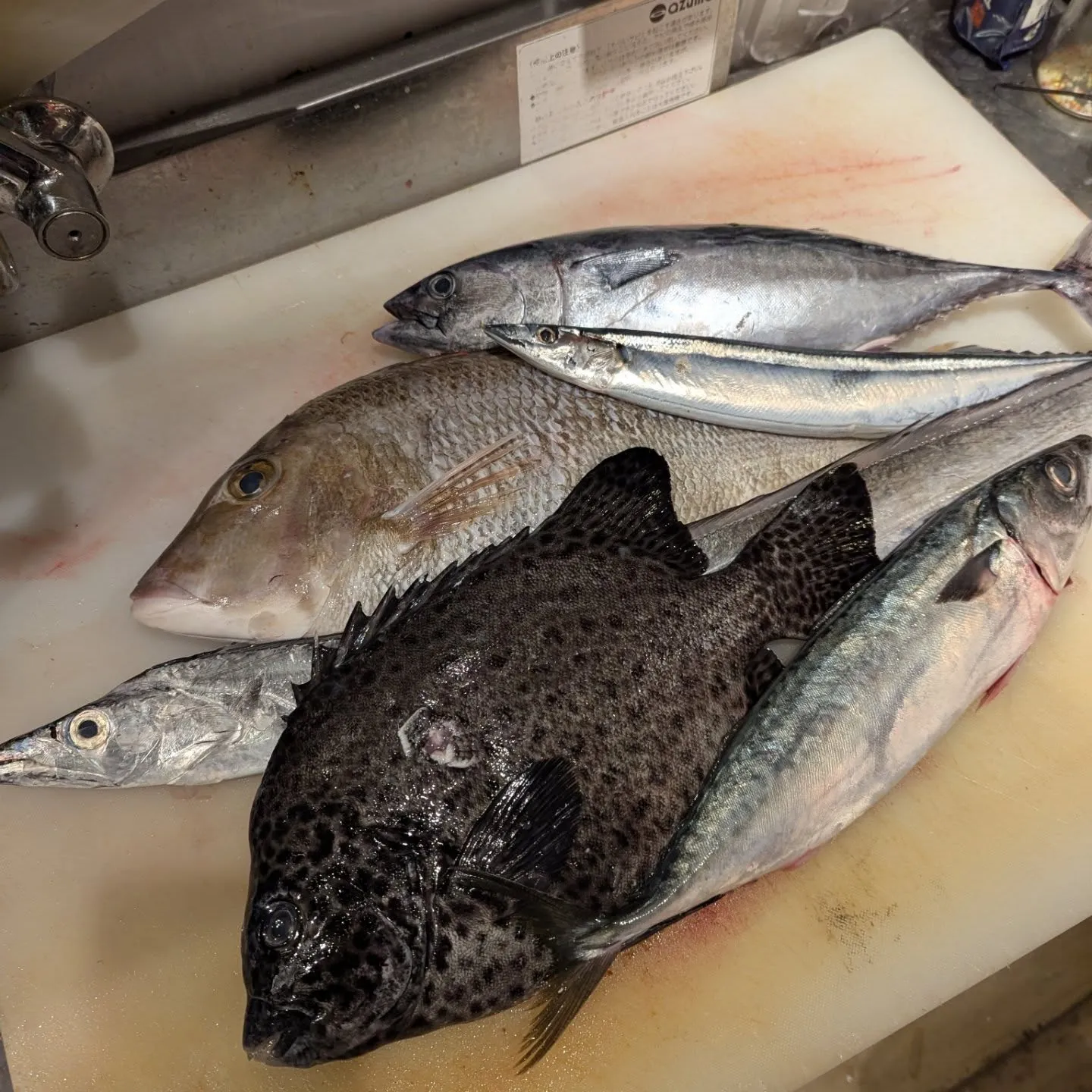 新鮮な魚が本日も揃っています✨